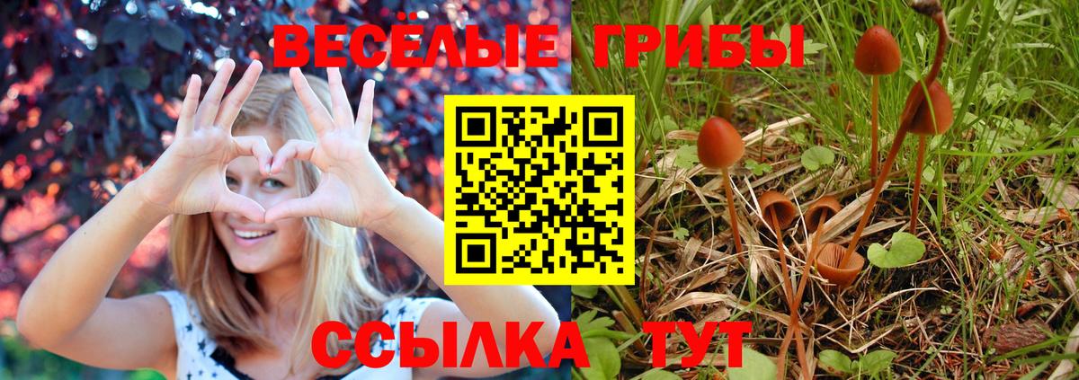 Заинск  Псилоцибиновые грибы мухоморы  Псилоцибиновые грибы Psilocybine cubensis  Вход с VPN 